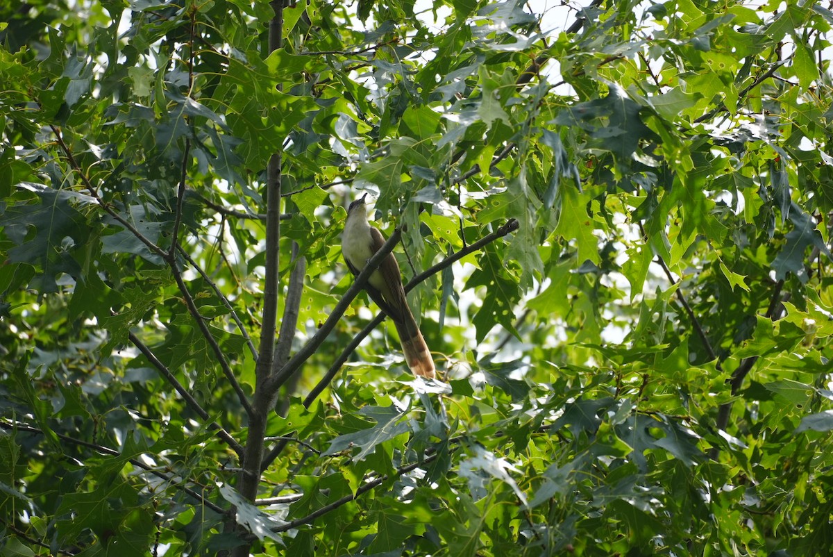 Black-billed Cuckoo - ML621675880