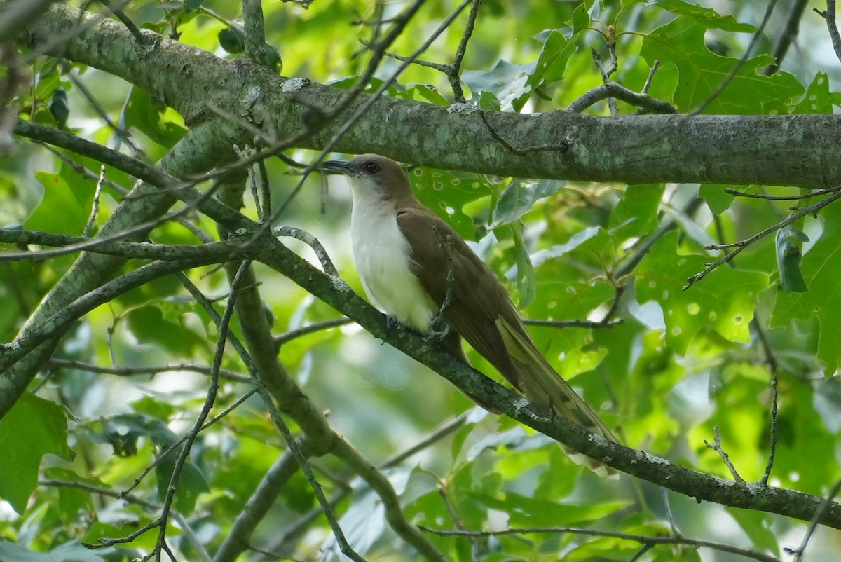 Black-billed Cuckoo - ML621675882