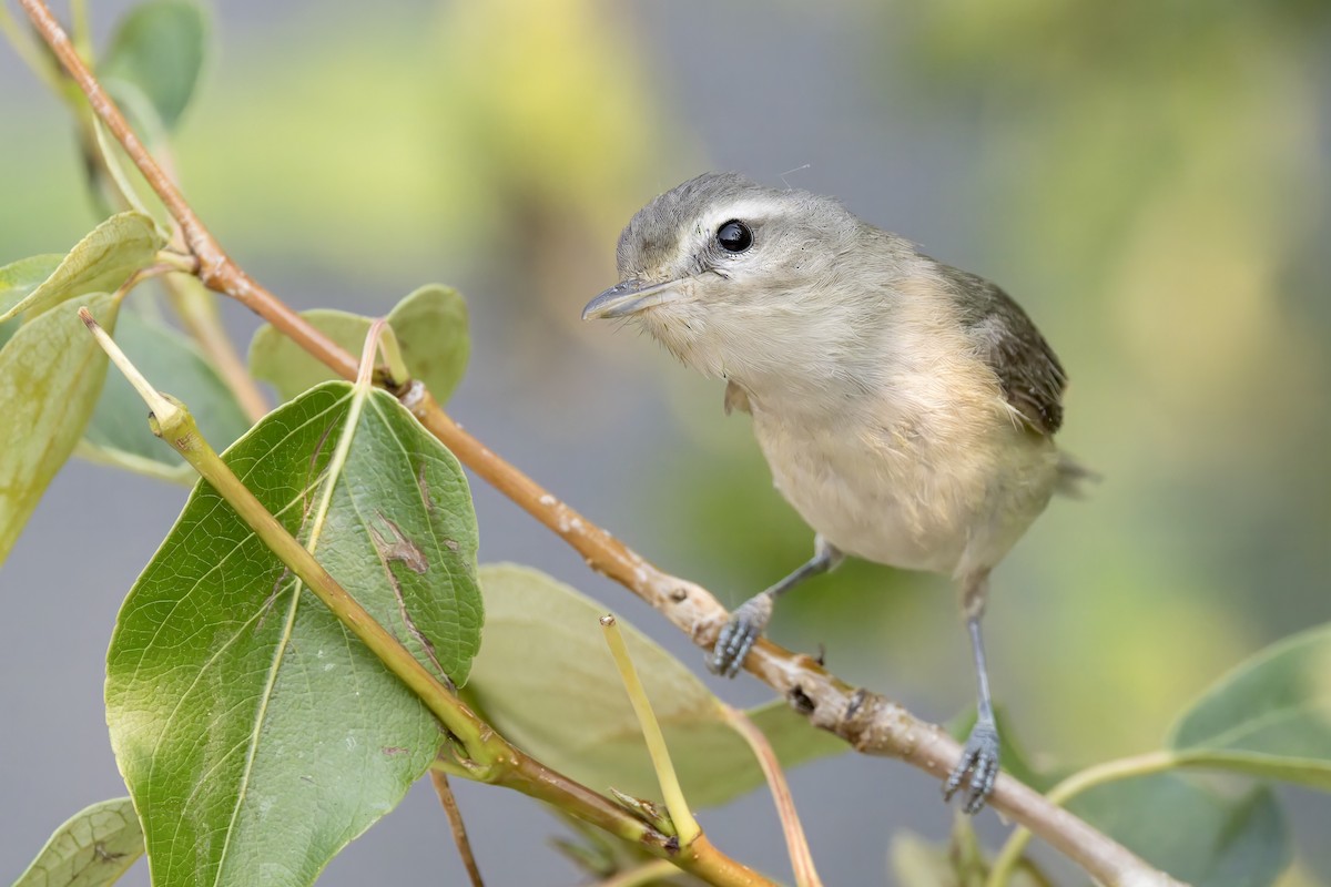 Warbling Vireo - ML621675912