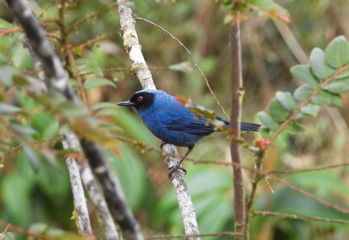 Masked Flowerpiercer - ML621675915