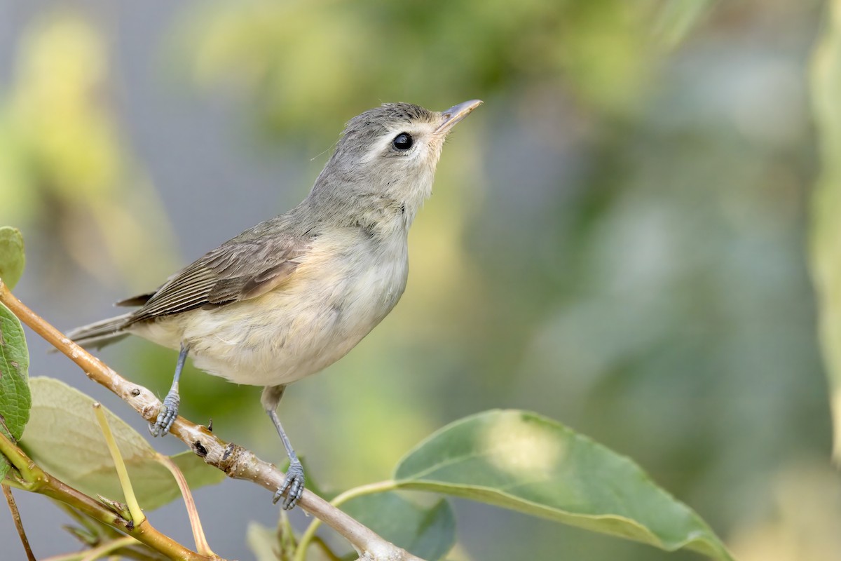 Warbling Vireo - ML621675917