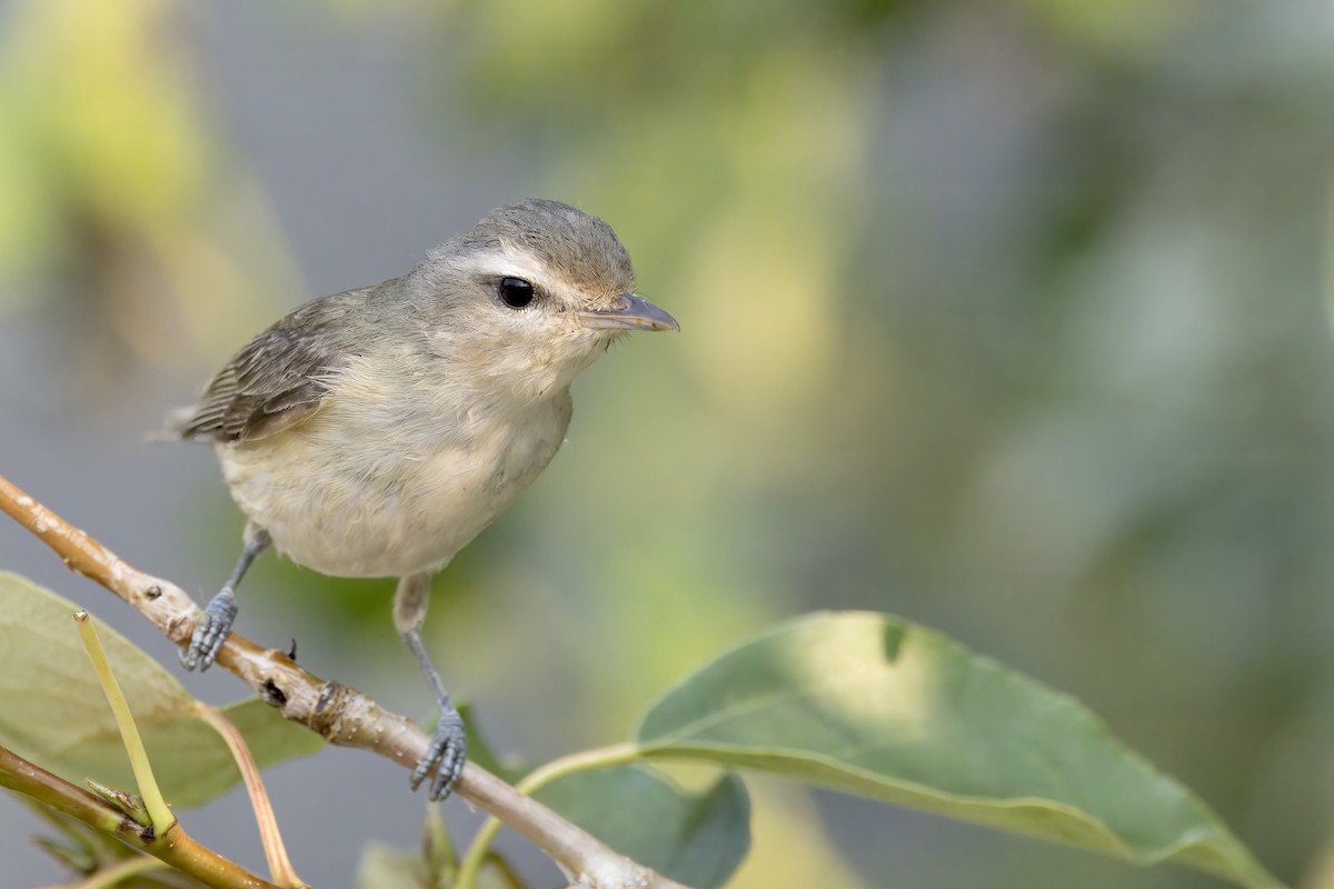 Warbling Vireo - ML621675920