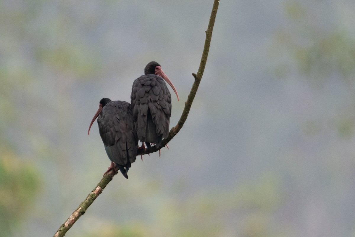 Bare-faced Ibis - ML621675941