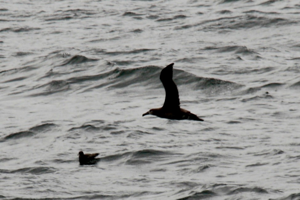 Black-footed Albatross - ML621675967
