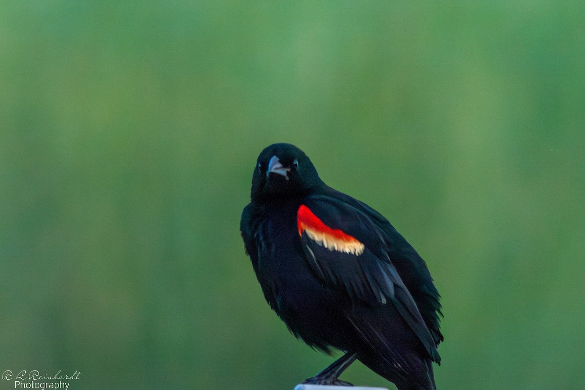 Red-winged Blackbird - ML621676096