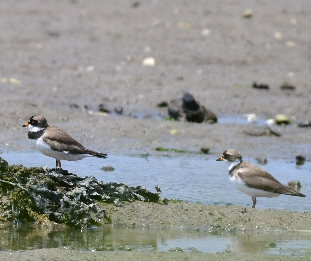 Semipalmated Plover - ML621676104