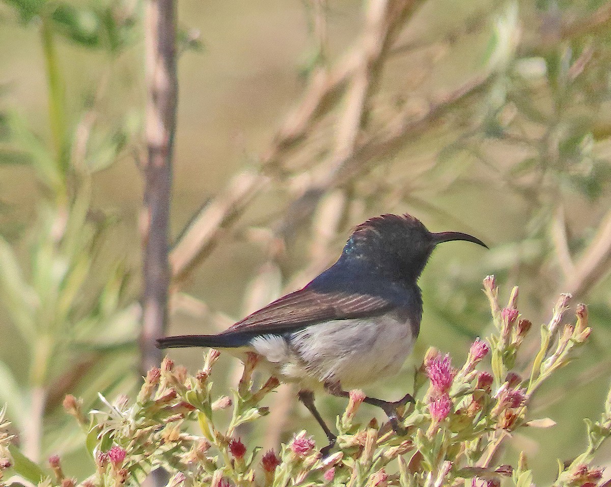 White-breasted Sunbird - ML621676171