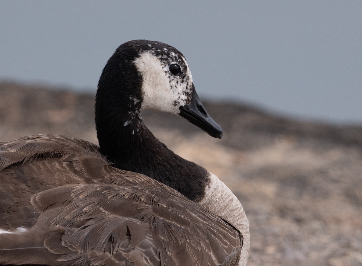 Canada Goose - ML621676180