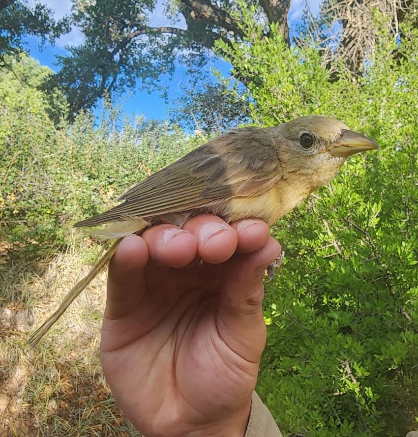 Summer Tanager - ML621676207