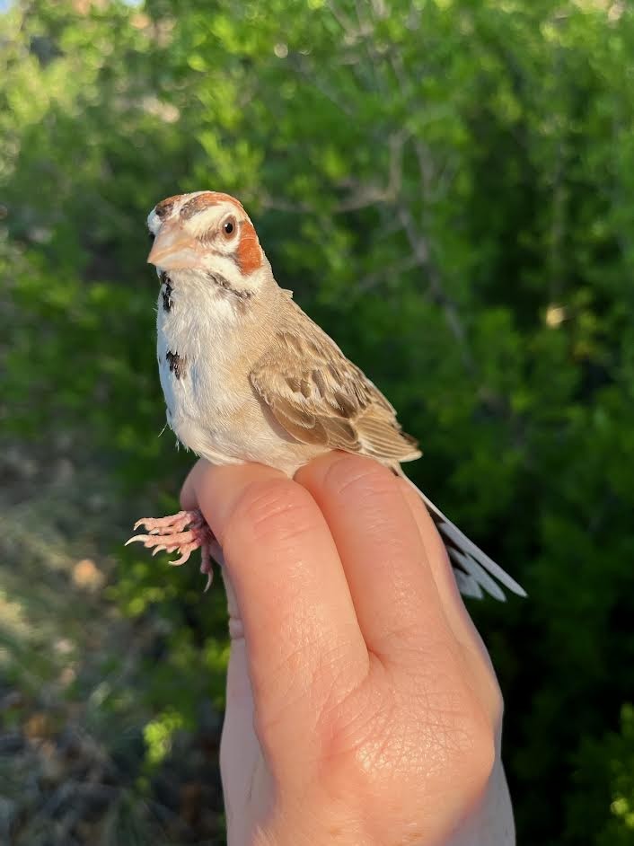 Lark Sparrow - ML621676228