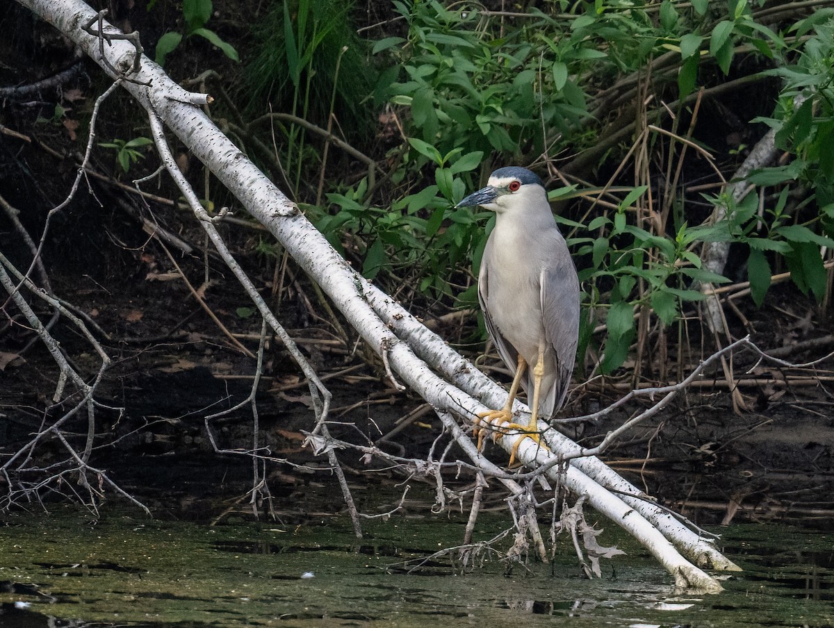 Black-crowned Night Heron - ML621676243