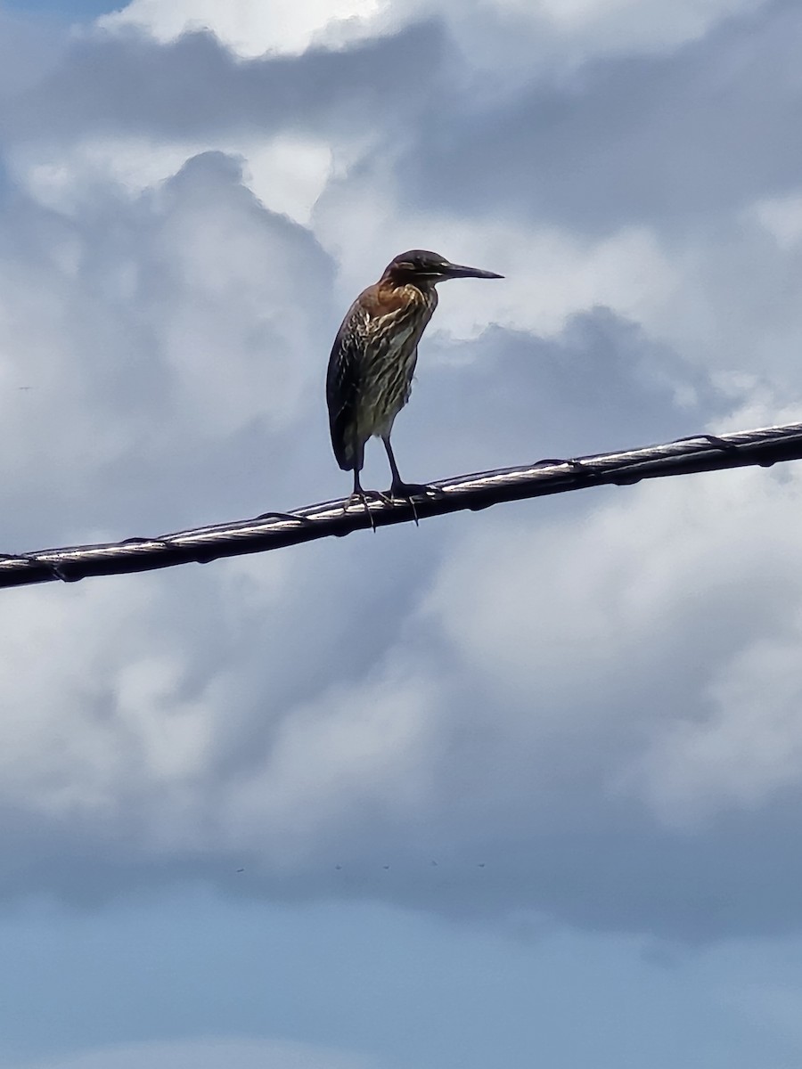 Green Heron - ML621676251