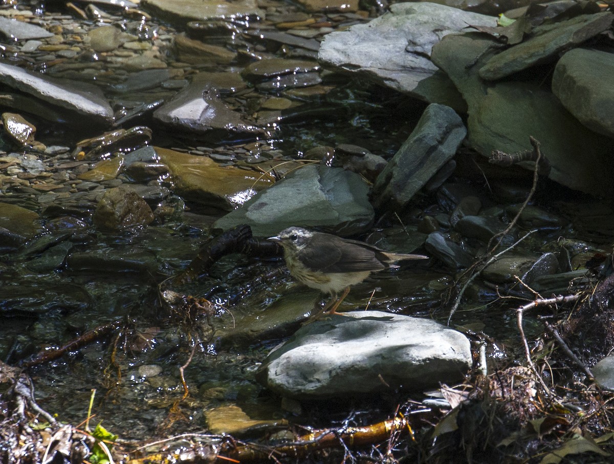Louisiana Waterthrush - ML62167631