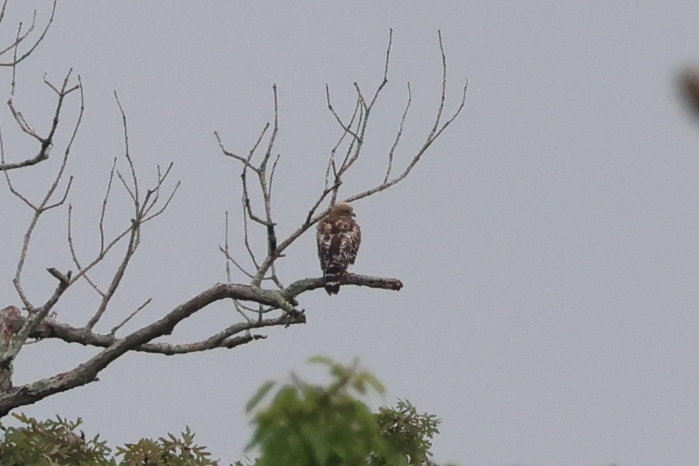 Red-shouldered Hawk - ML621676319