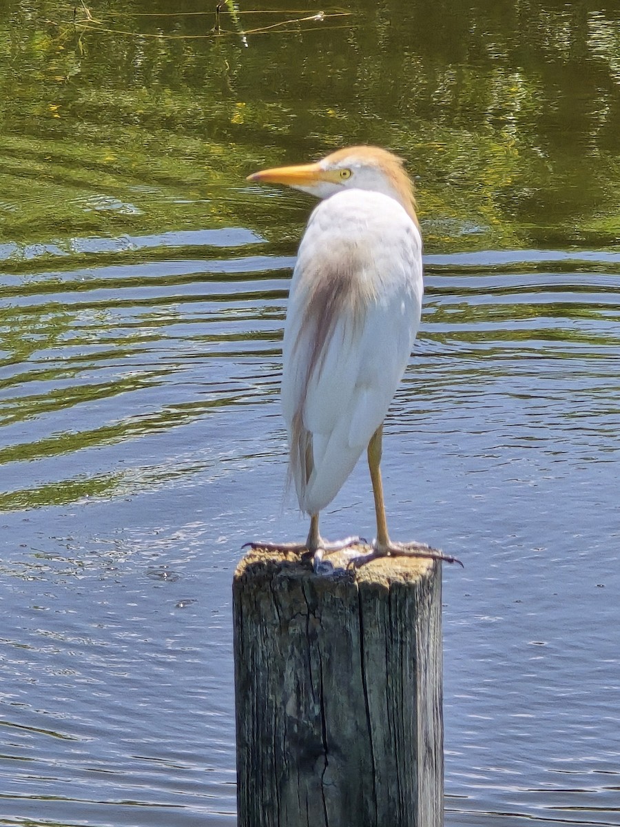 Western Cattle-Egret - ML621676329