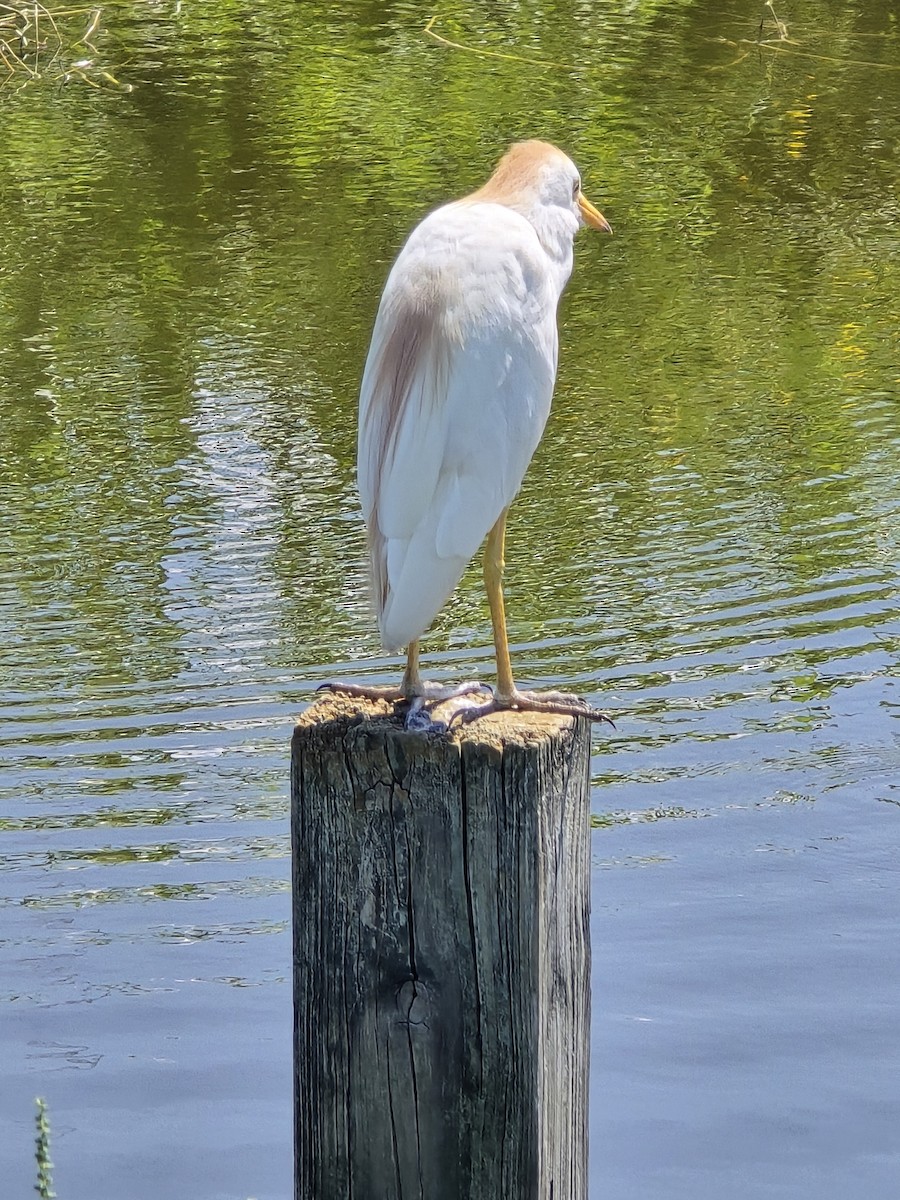 Western Cattle Egret - ML621676330