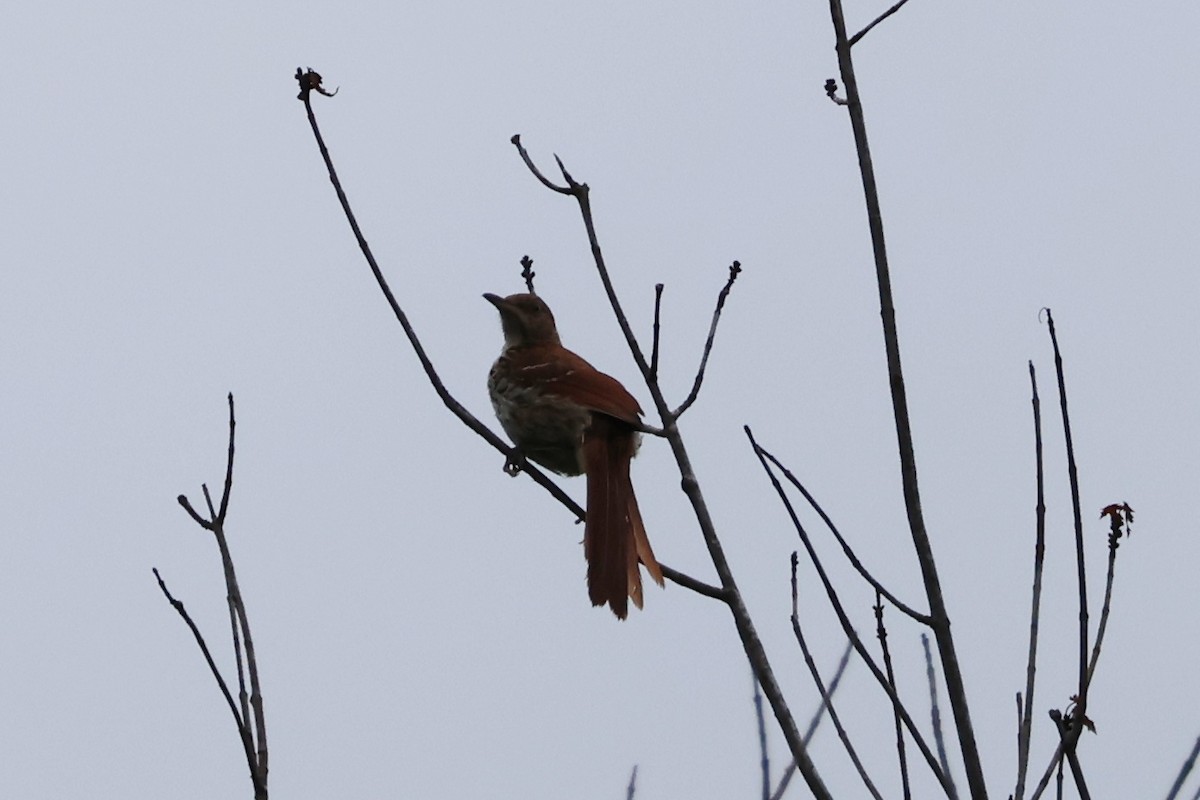 Brown Thrasher - ML621676336