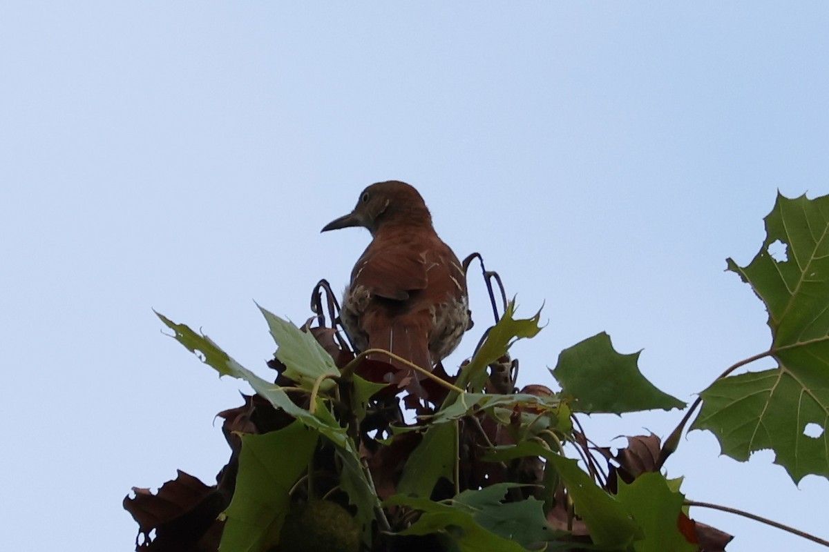 Brown Thrasher - ML621676337