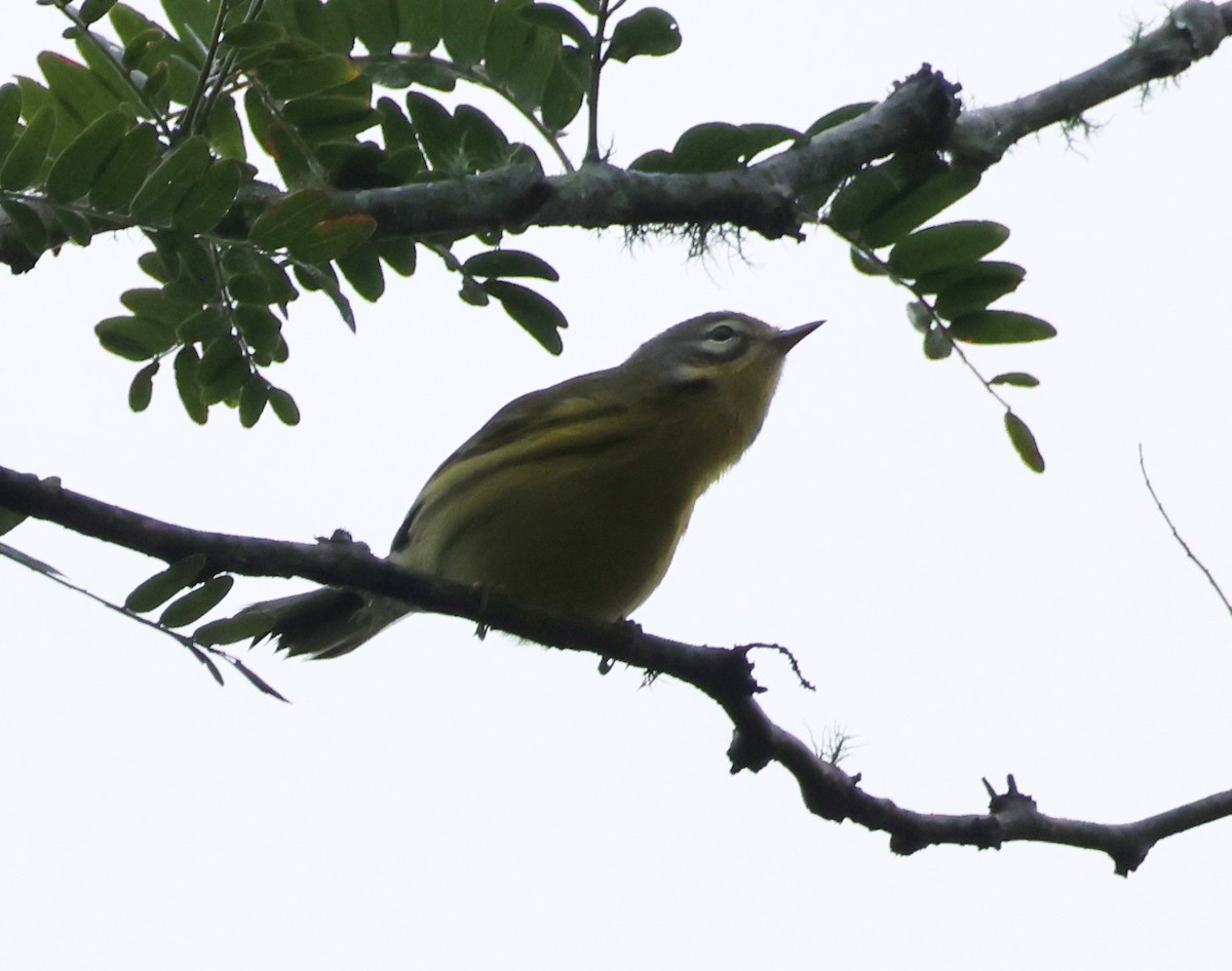 Prairie Warbler - ML621676389