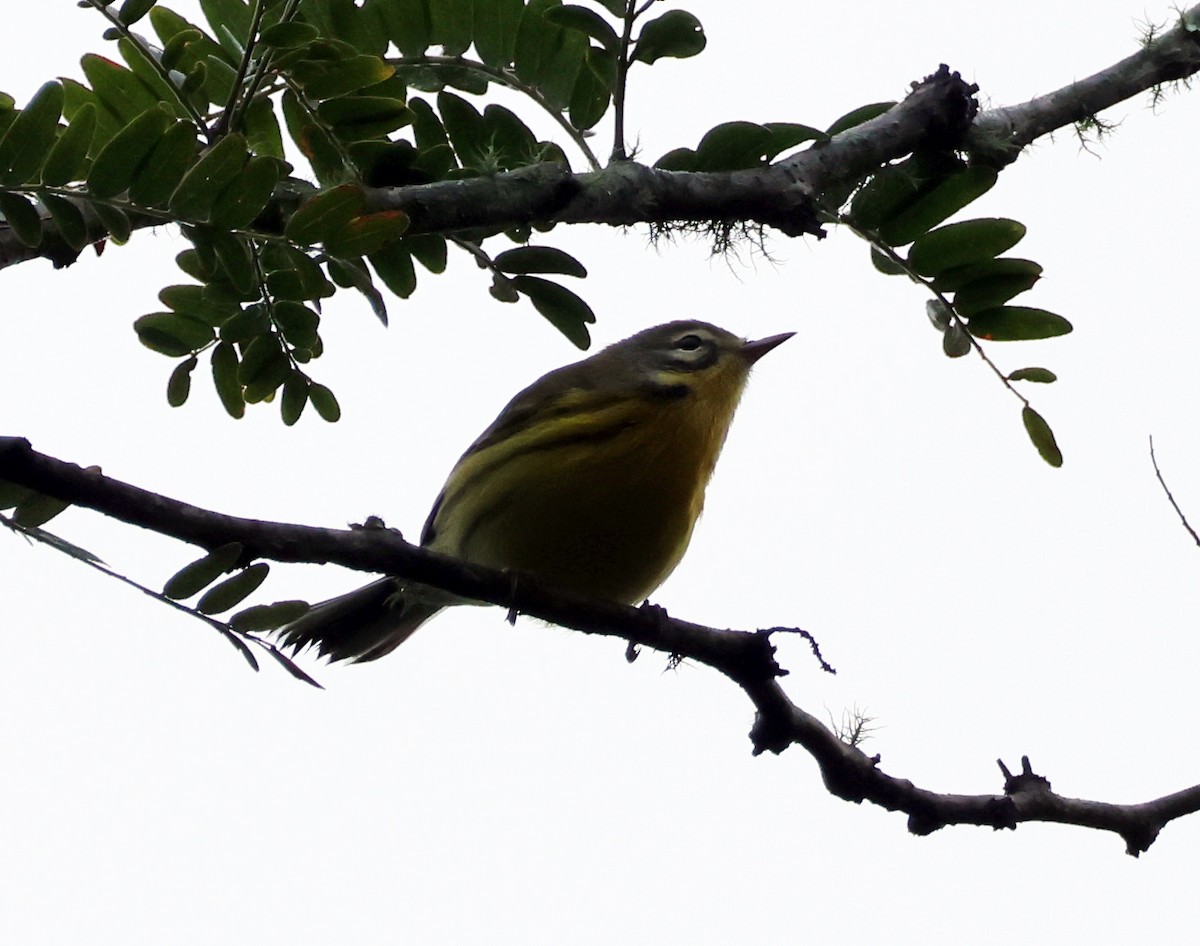 Prairie Warbler - ML621676390