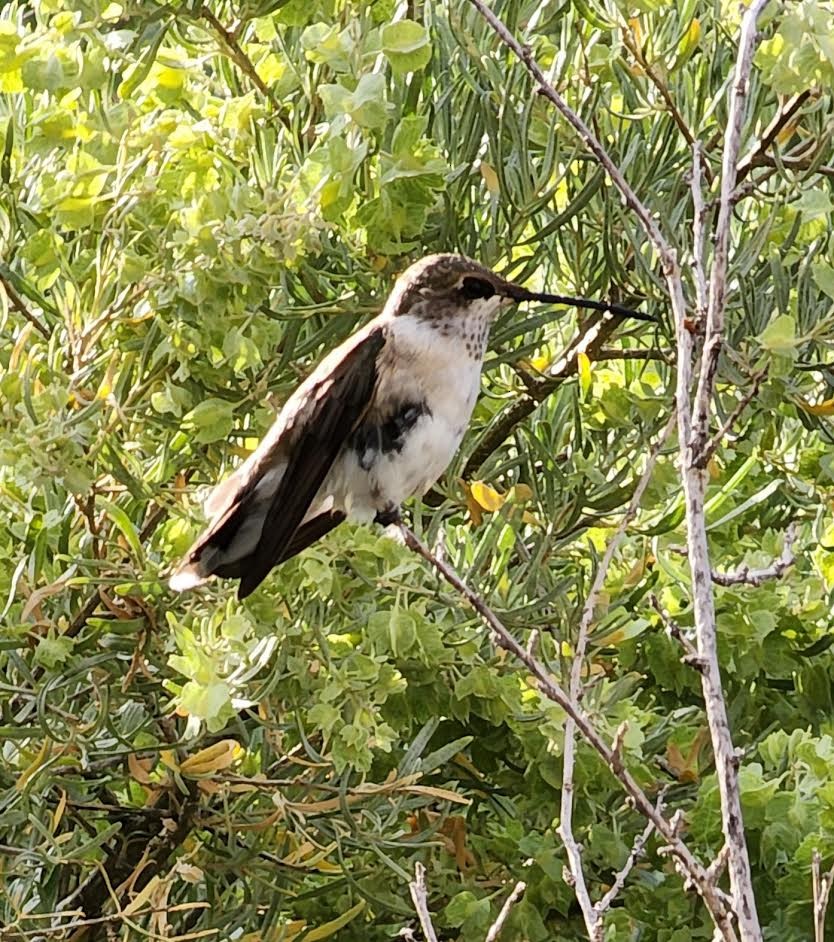 Black-chinned Hummingbird - ML621676395