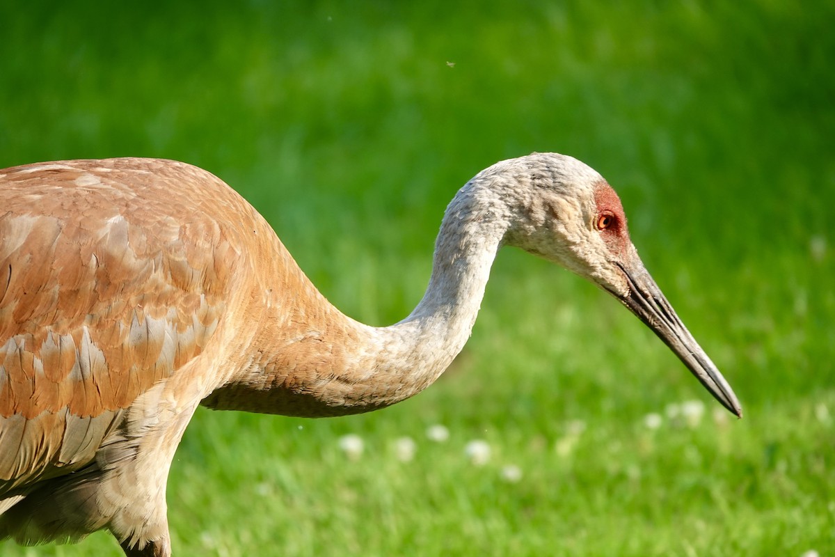 Sandhill Crane - ML621676398