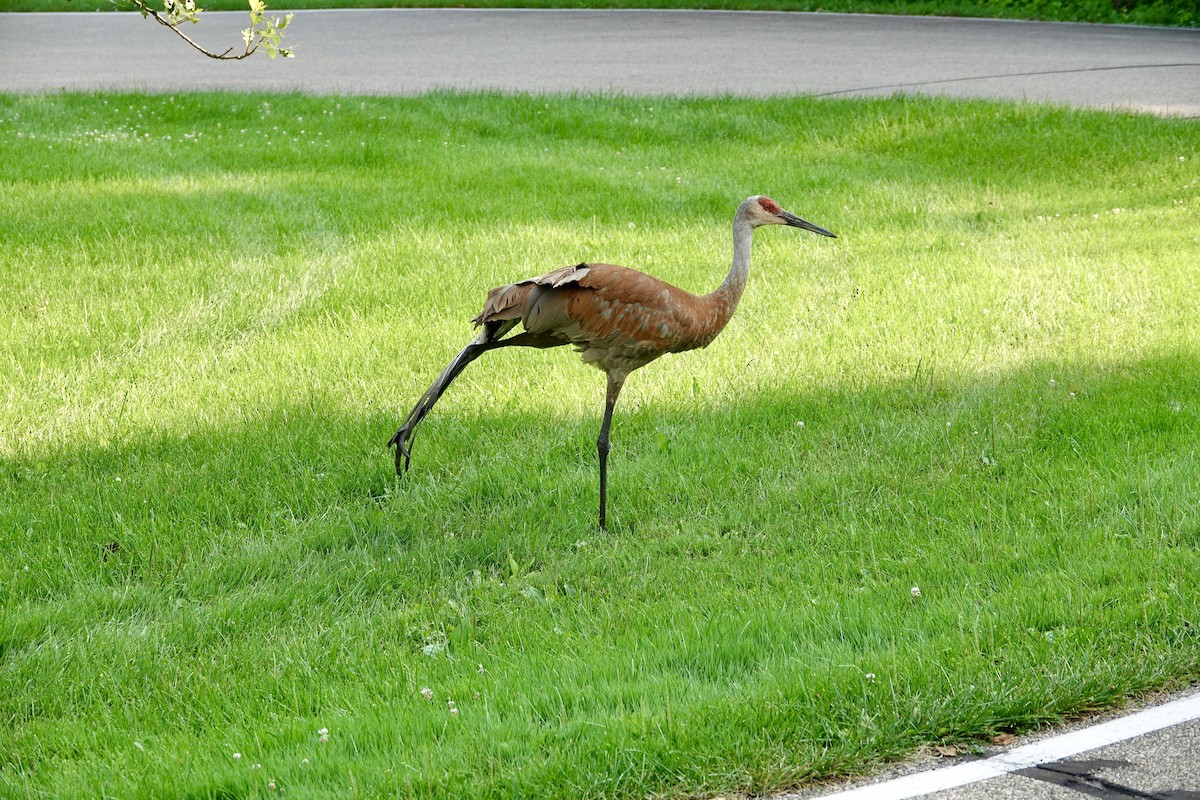 Sandhill Crane - ML621676402