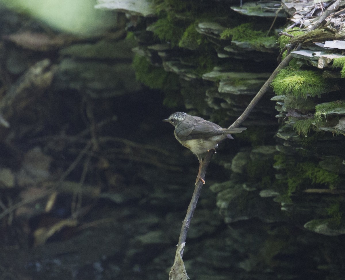 Louisiana Waterthrush - ML62167641