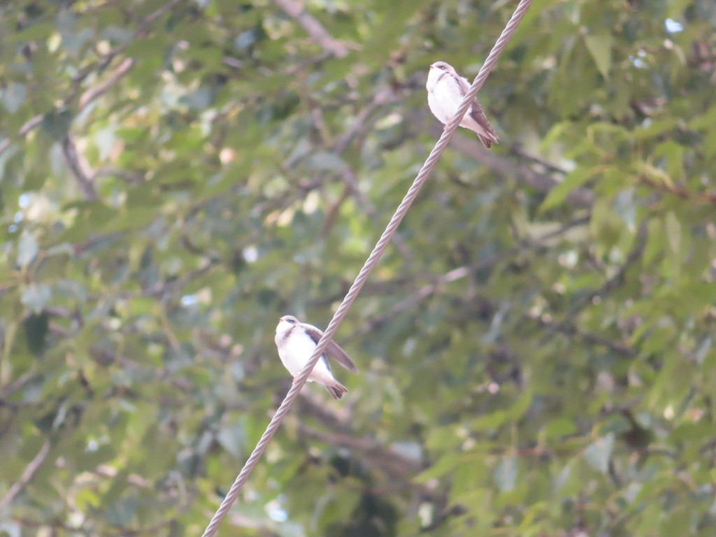 Tree Swallow - ML621676435