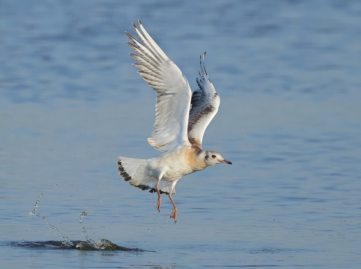 Black-headed Gull - ML621676470