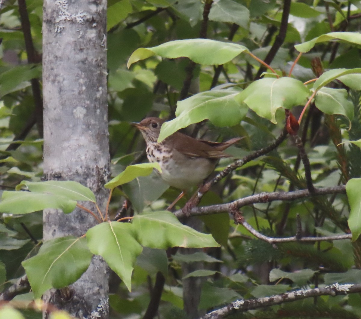 Gray-cheeked Thrush - ML621676542