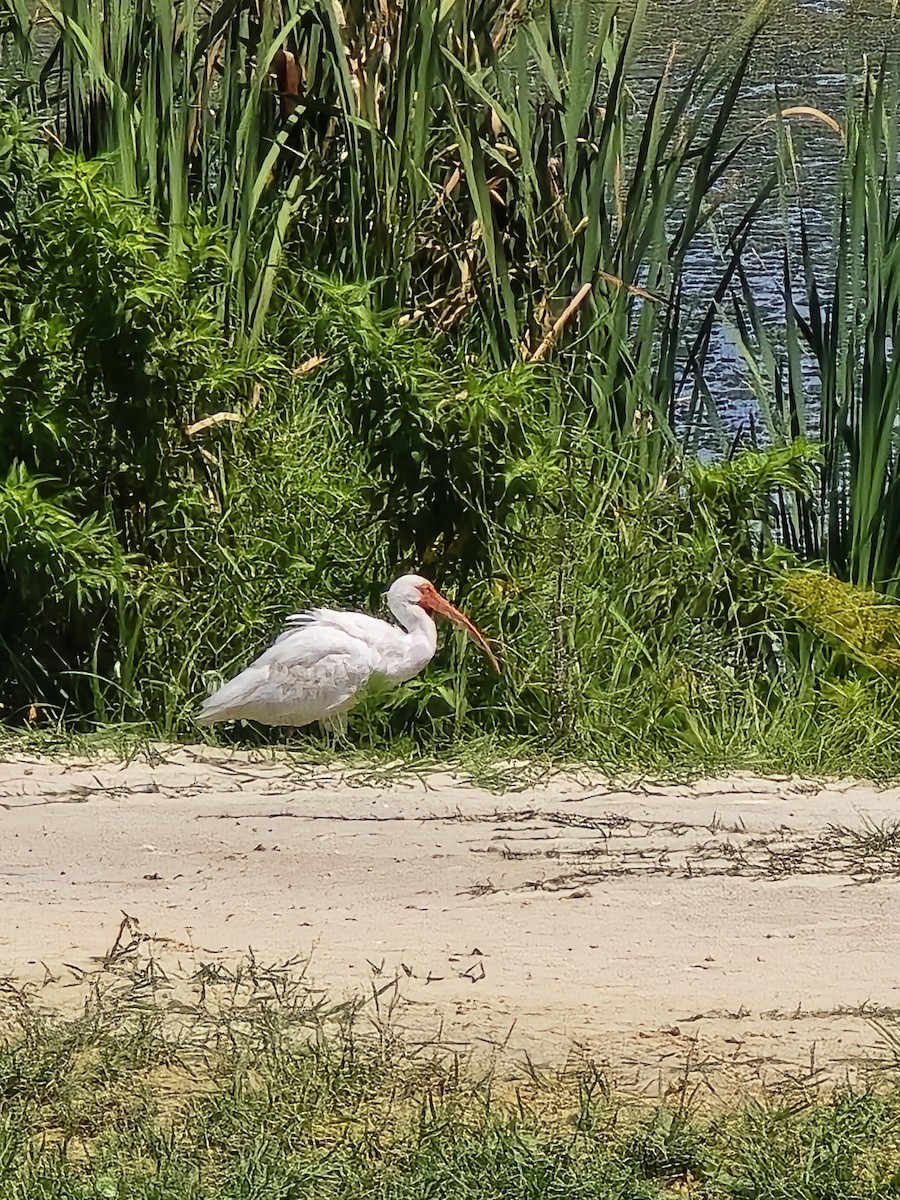 Ibis blanc - ML621676548