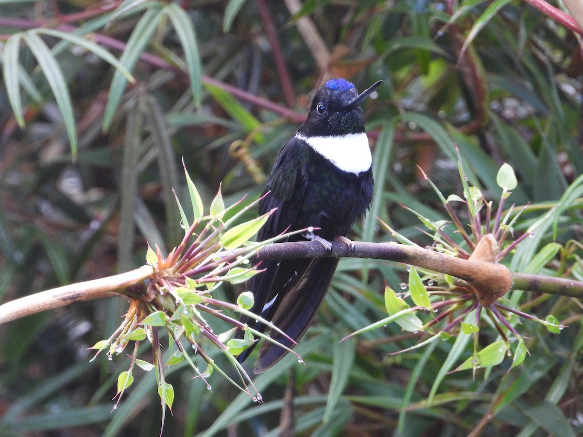 Collared Inca - ML621676557