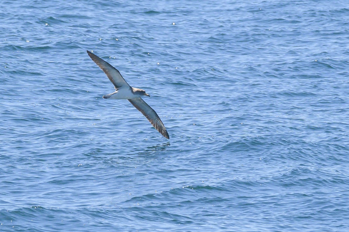 Cory's/Scopoli's Shearwater - ML621676560