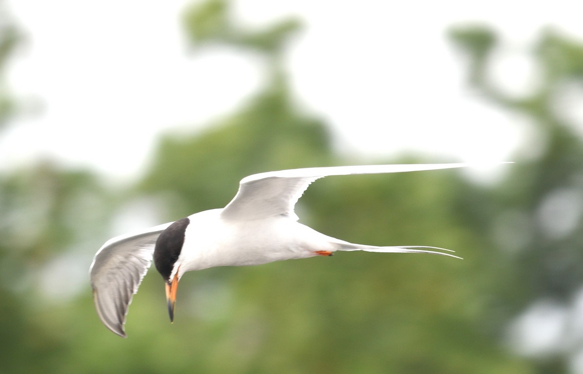 Forster's Tern - ML621676592