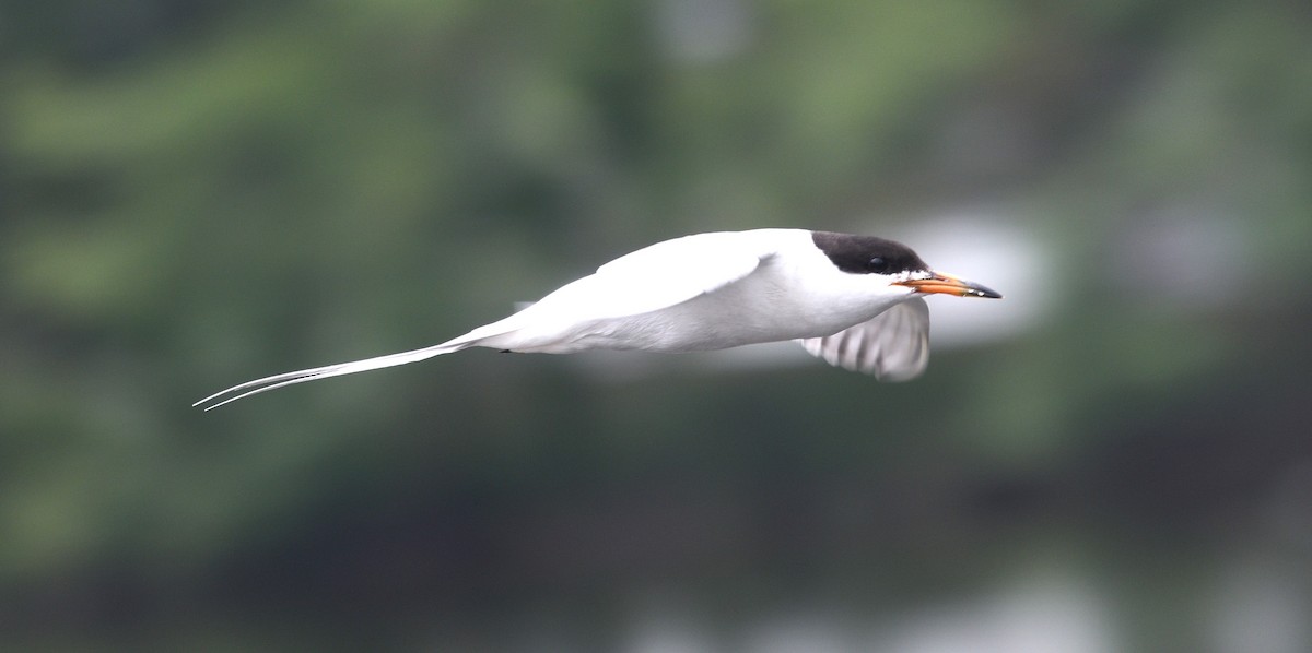 Forster's Tern - ML621676593