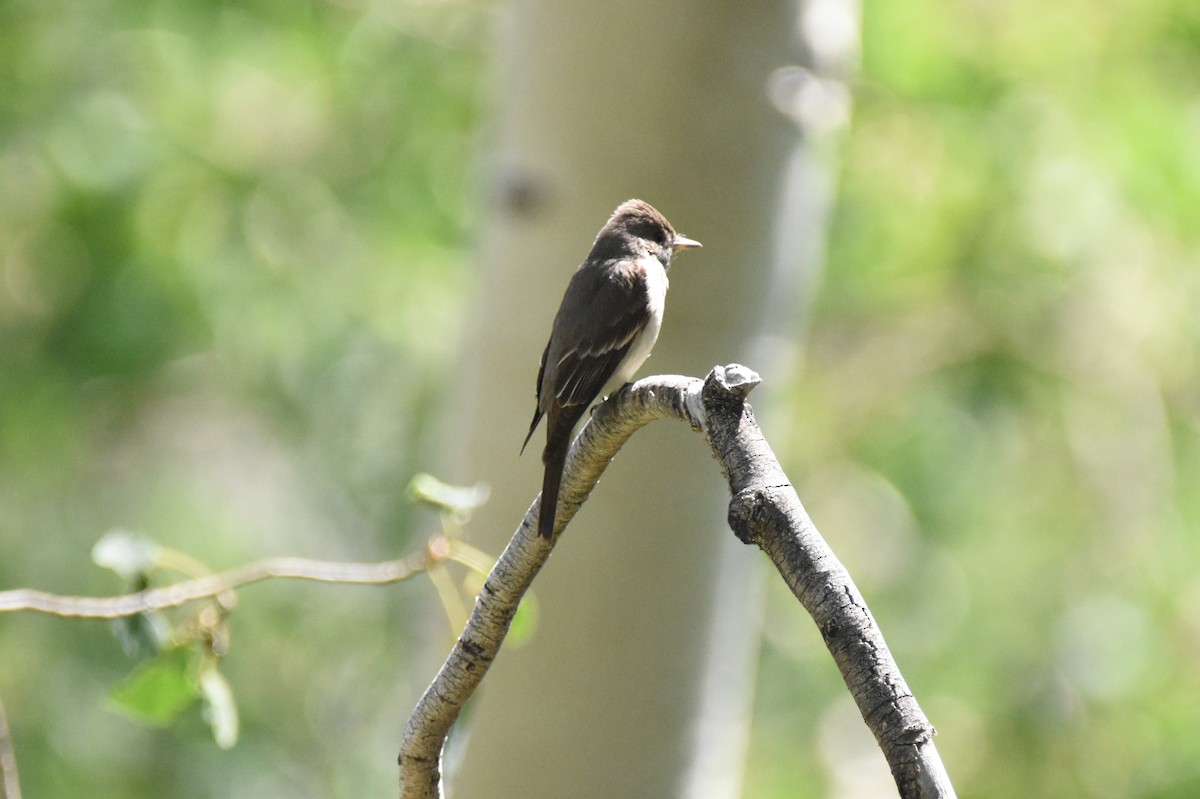 Western Wood-Pewee - ML621676612