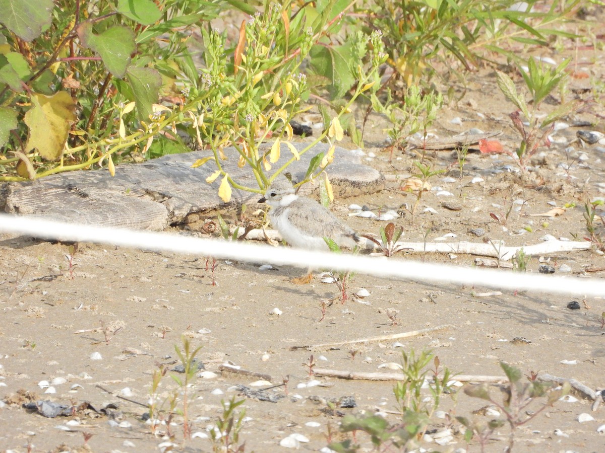 Piping Plover - ML621676817