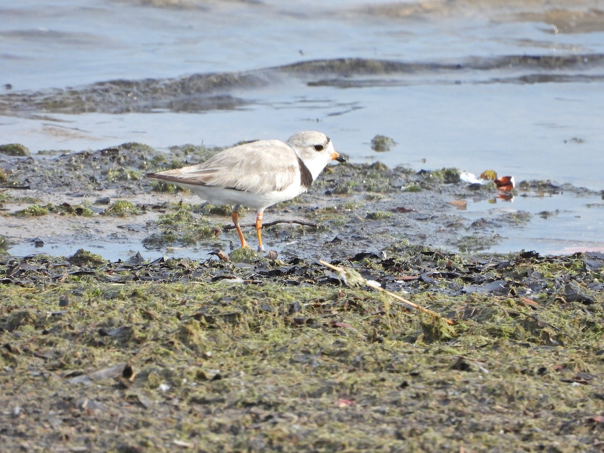 Piping Plover - ML621676818