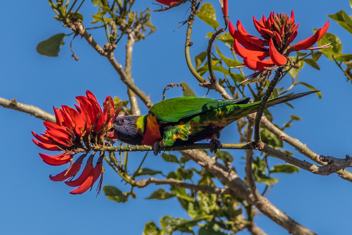 Rainbow Lorikeet - ML621676830