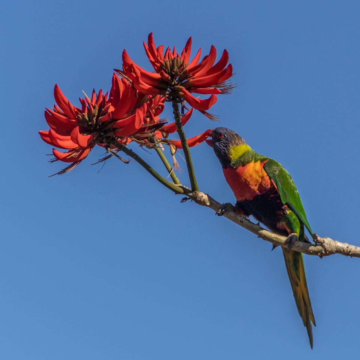 Rainbow Lorikeet - ML621676831