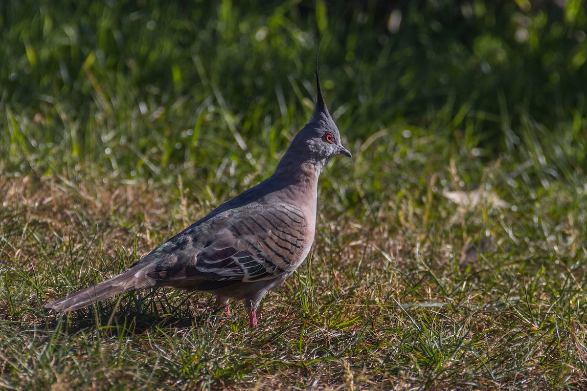 Crested Pigeon - ML621676837