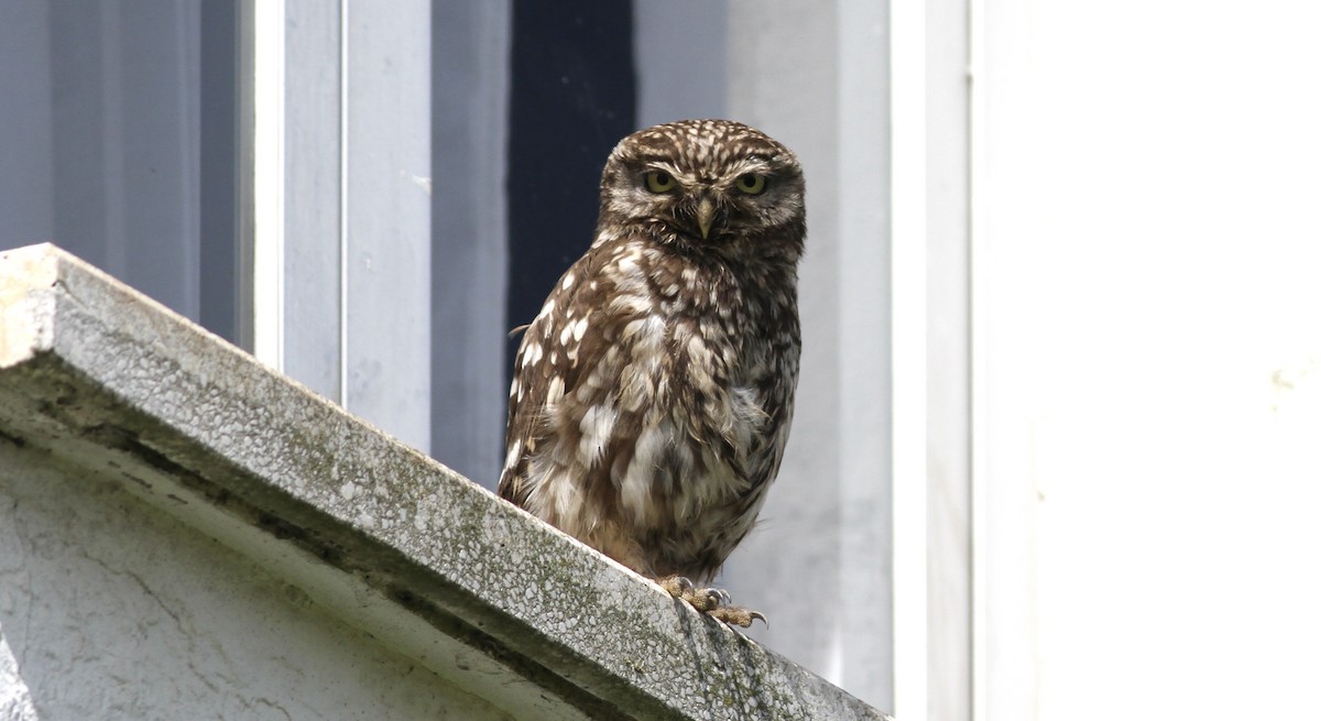 Little Owl - ML621676858