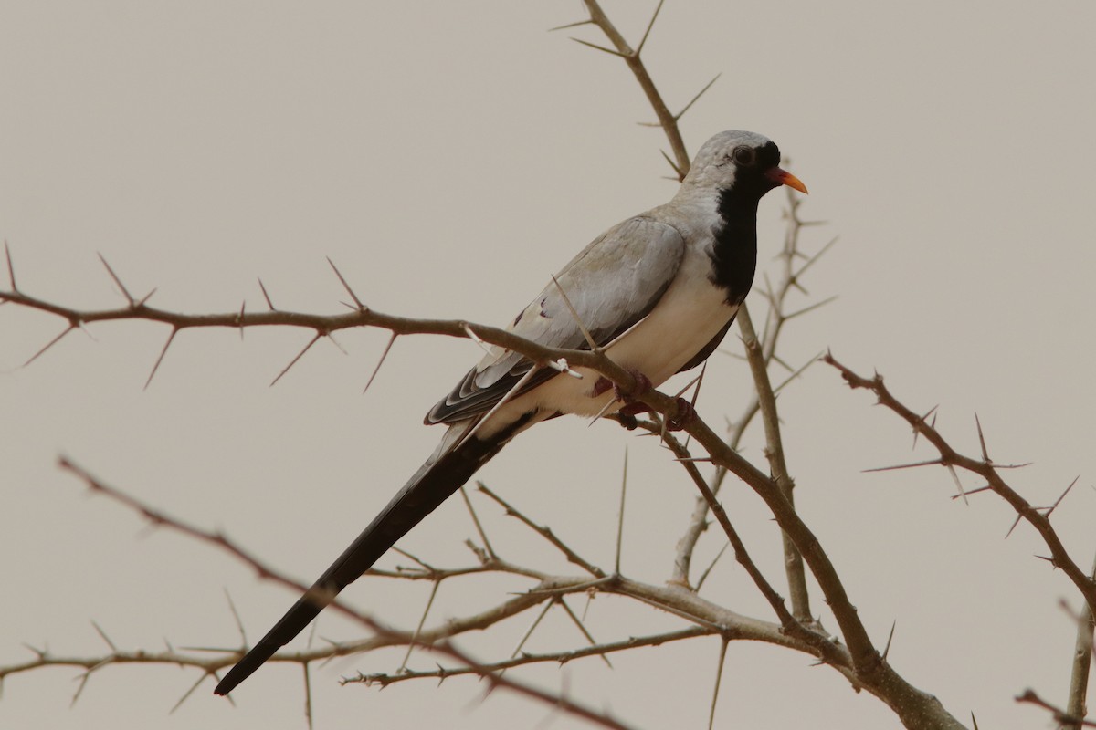 Namaqua Dove - ML621676868