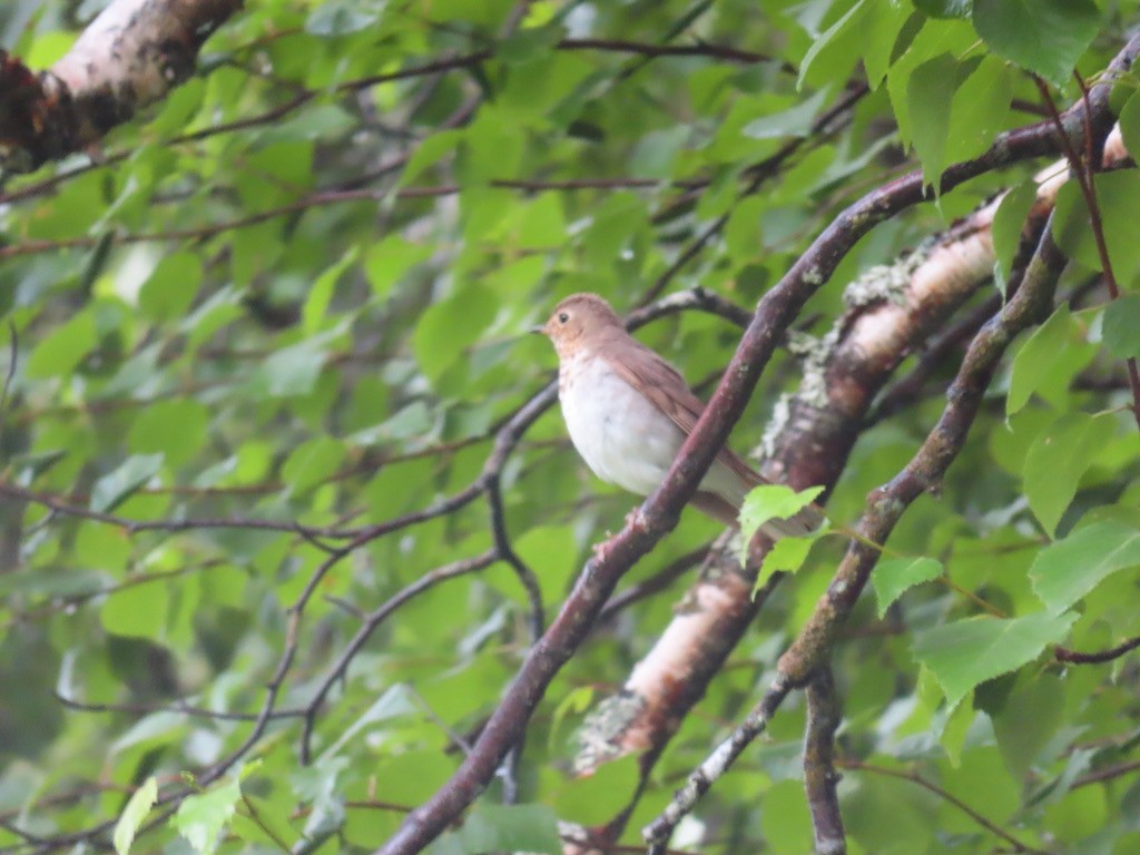 Swainson's Thrush - Evan Houston