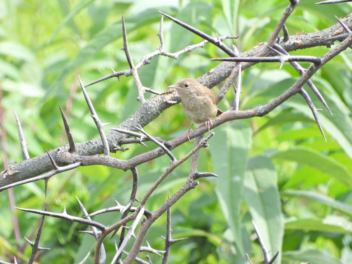 Northern House Wren - ML621676970