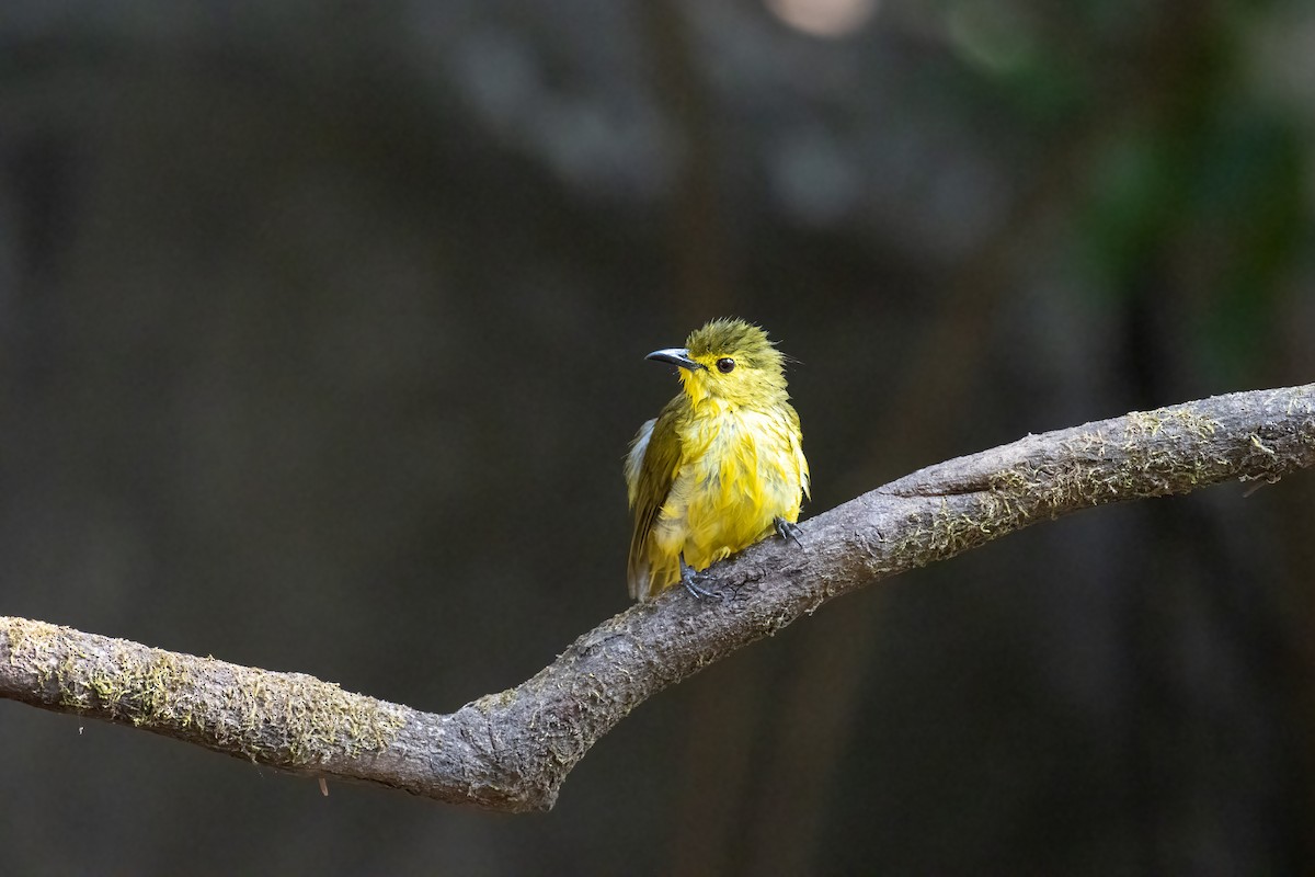 Yellow-browed Bulbul - Kalpesh Krishna