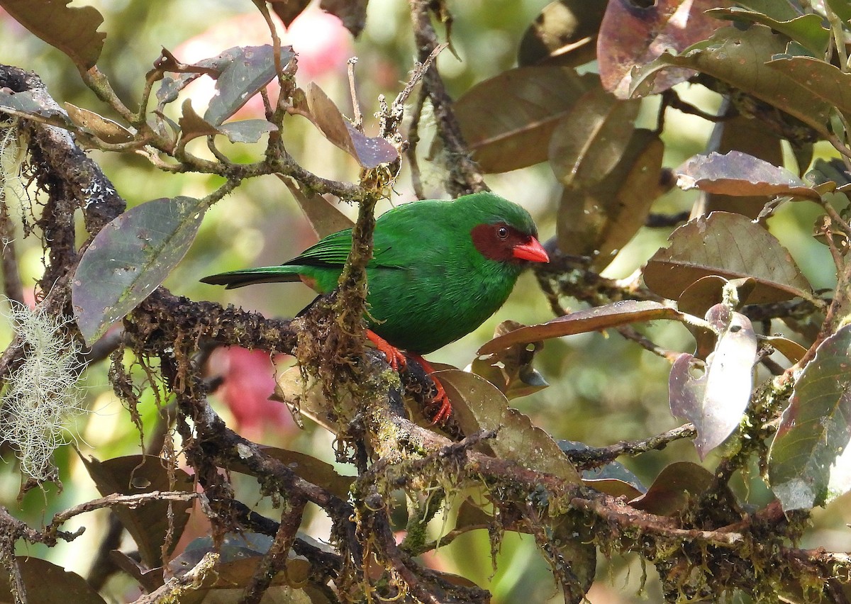 Grass-green Tanager - ML621676976