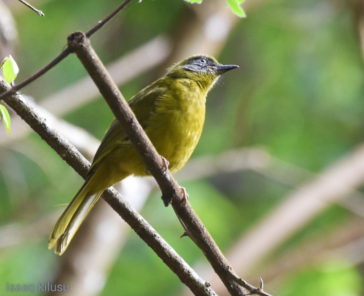 Stripe-cheeked Greenbul (Stripe-faced) - ML621677114