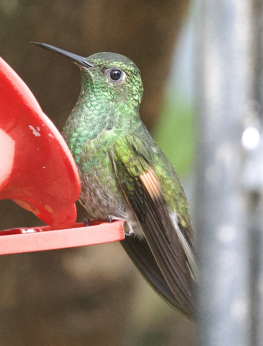 Stripe-tailed Hummingbird - ML621677119